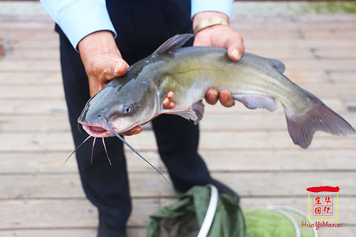 江團魚