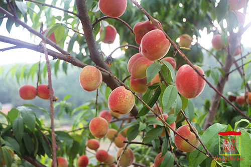 湖南華億生態(tài)農(nóng)業(yè)發(fā)展有限責(zé)任公司,株洲農(nóng)家樂,湖南戶外拓展,株洲哪里好玩,自助燒烤,露營(yíng),會(huì)議團(tuán)體接待