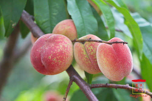 湖南華億生態(tài)農(nóng)業(yè)發(fā)展有限責(zé)任公司,株洲農(nóng)家樂,湖南戶外拓展,株洲哪里好玩,自助燒烤,露營,會議團(tuán)體接待