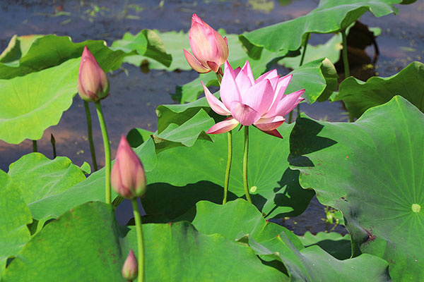 湖南華億生態(tài)農(nóng)業(yè)發(fā)展有限責(zé)任公司,株洲農(nóng)家樂(lè),湖南戶外拓展,株洲哪里好玩,自助燒烤,露營(yíng),會(huì)議團(tuán)體接待