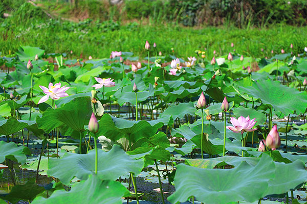 湖南華億生態(tài)農(nóng)業(yè)發(fā)展有限責(zé)任公司,株洲農(nóng)家樂(lè),湖南戶外拓展,株洲哪里好玩,自助燒烤,露營(yíng),會(huì)議團(tuán)體接待