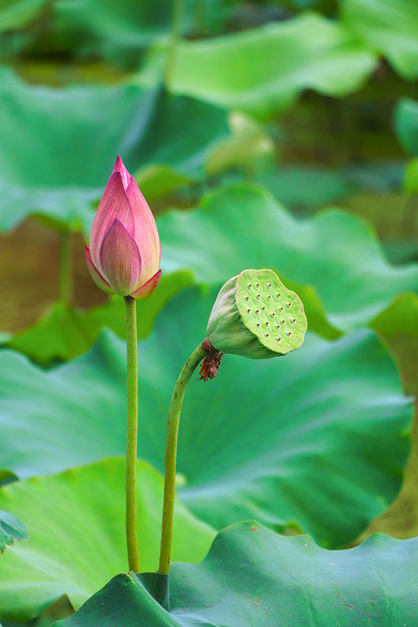 湖南華億生態(tài)農(nóng)業(yè)發(fā)展有限責(zé)任公司,株洲農(nóng)家樂(lè),湖南戶外拓展,株洲哪里好玩,自助燒烤,露營(yíng),會(huì)議團(tuán)體接待