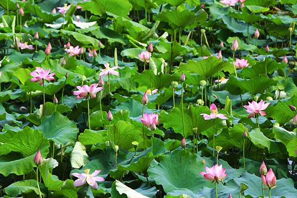 湖南華億生態(tài)農(nóng)業(yè)發(fā)展有限責(zé)任公司,株洲農(nóng)家樂(lè),湖南戶外拓展,株洲哪里好玩,自助燒烤,露營(yíng),會(huì)議團(tuán)體接待