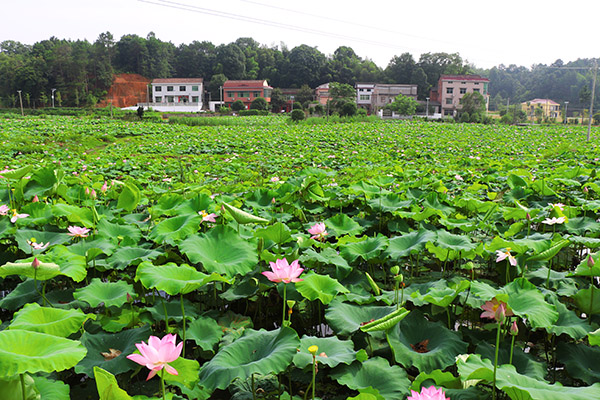 湖南華億生態(tài)農(nóng)業(yè)發(fā)展有限責(zé)任公司,株洲農(nóng)家樂(lè),湖南戶外拓展,株洲哪里好玩,自助燒烤,露營(yíng),會(huì)議團(tuán)體接待