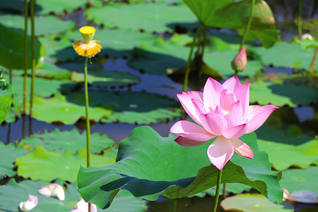 湖南華億生態(tài)農(nóng)業(yè)發(fā)展有限責(zé)任公司,株洲農(nóng)家樂,湖南戶外拓展,株洲哪里好玩,自助燒烤,露營,會議團(tuán)體接待