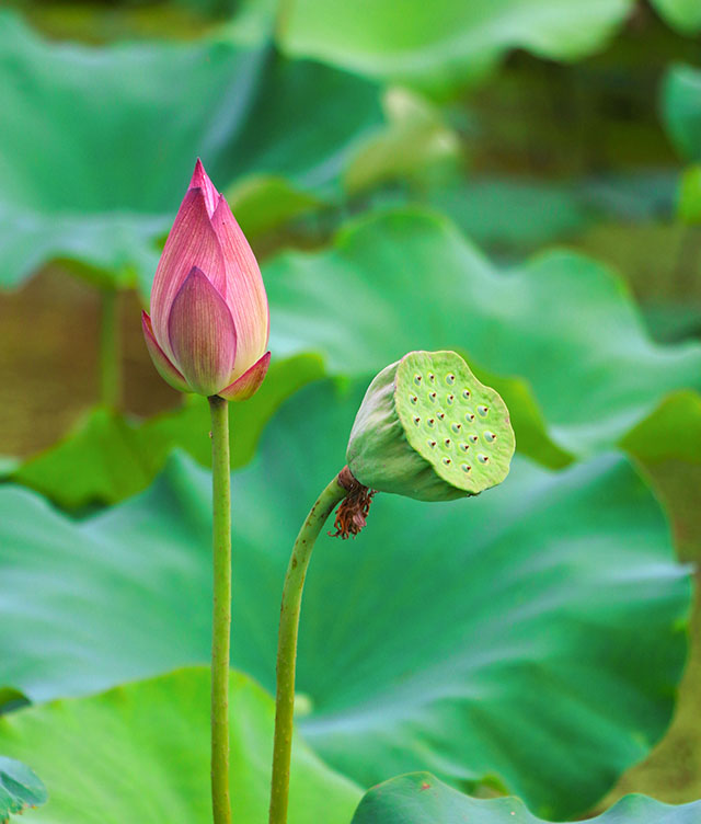 湖南華億生態(tài)農(nóng)業(yè)發(fā)展有限責(zé)任公司,株洲農(nóng)家樂,湖南戶外拓展,株洲哪里好玩,自助燒烤,露營,會議團(tuán)體接待